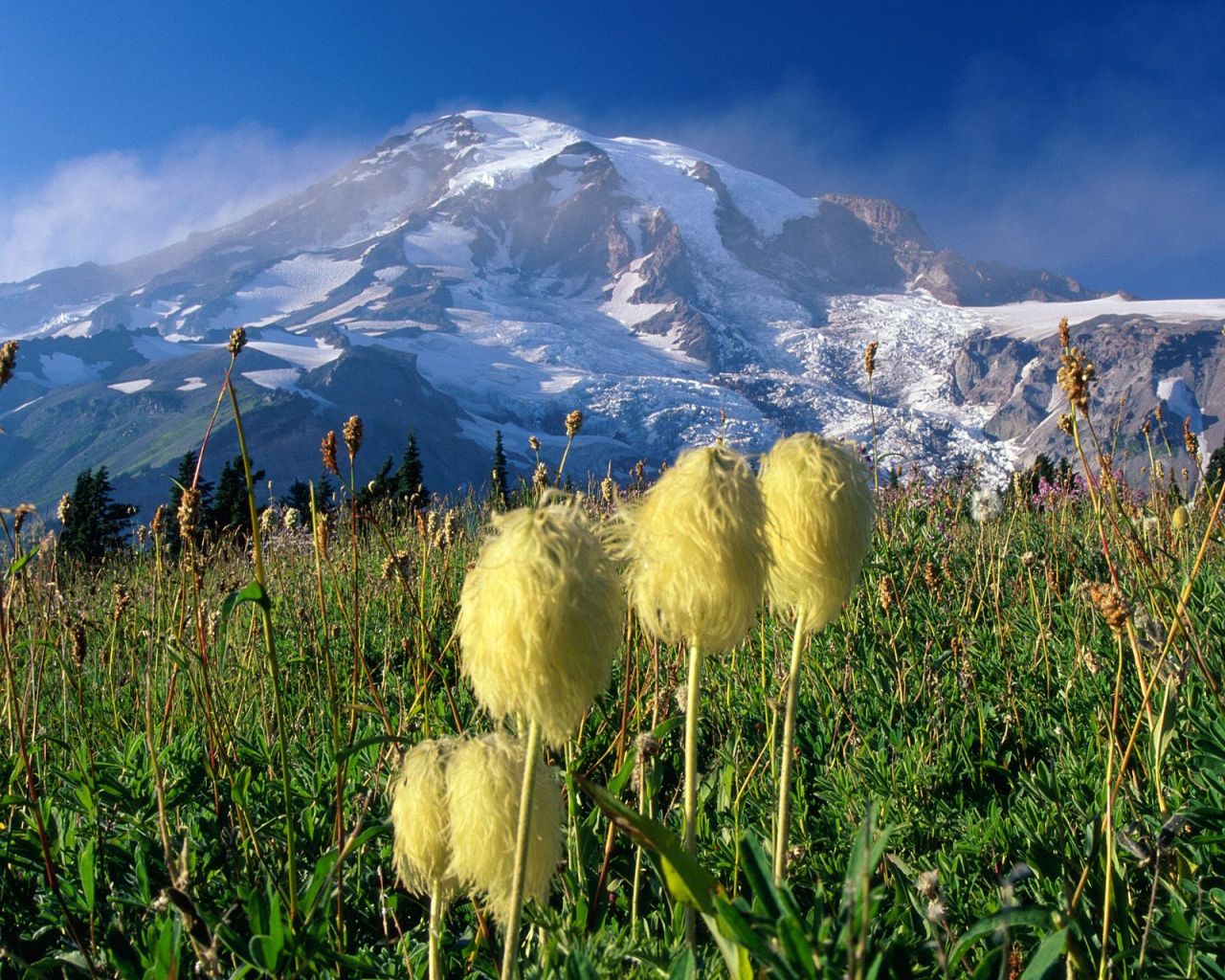 HD Wallpaper Background Mount Rainier National Park