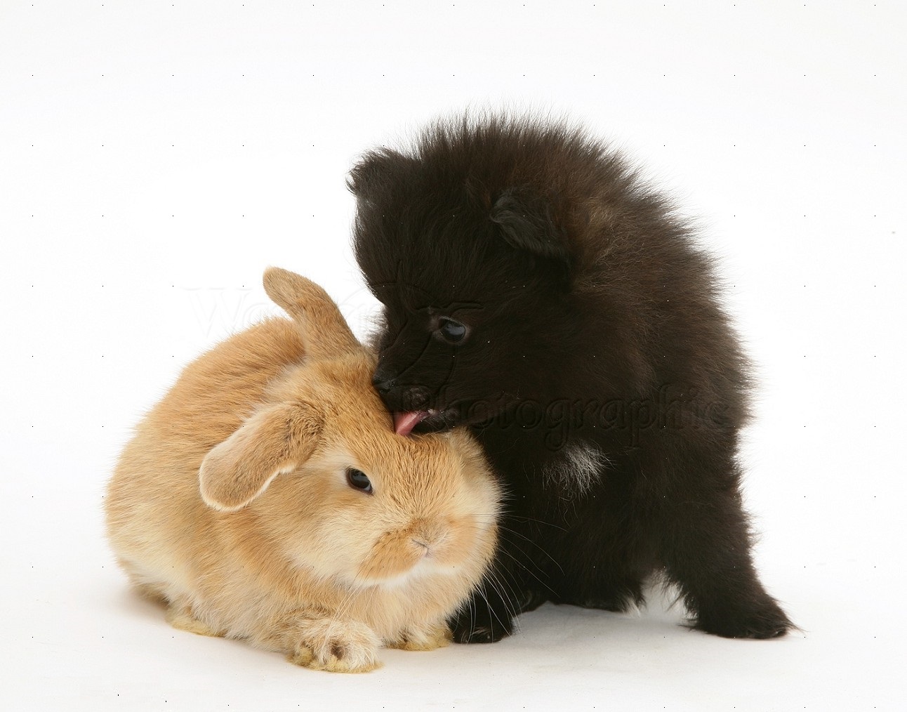 Black Pomeranian Pup And Sandy Baby Rabbit