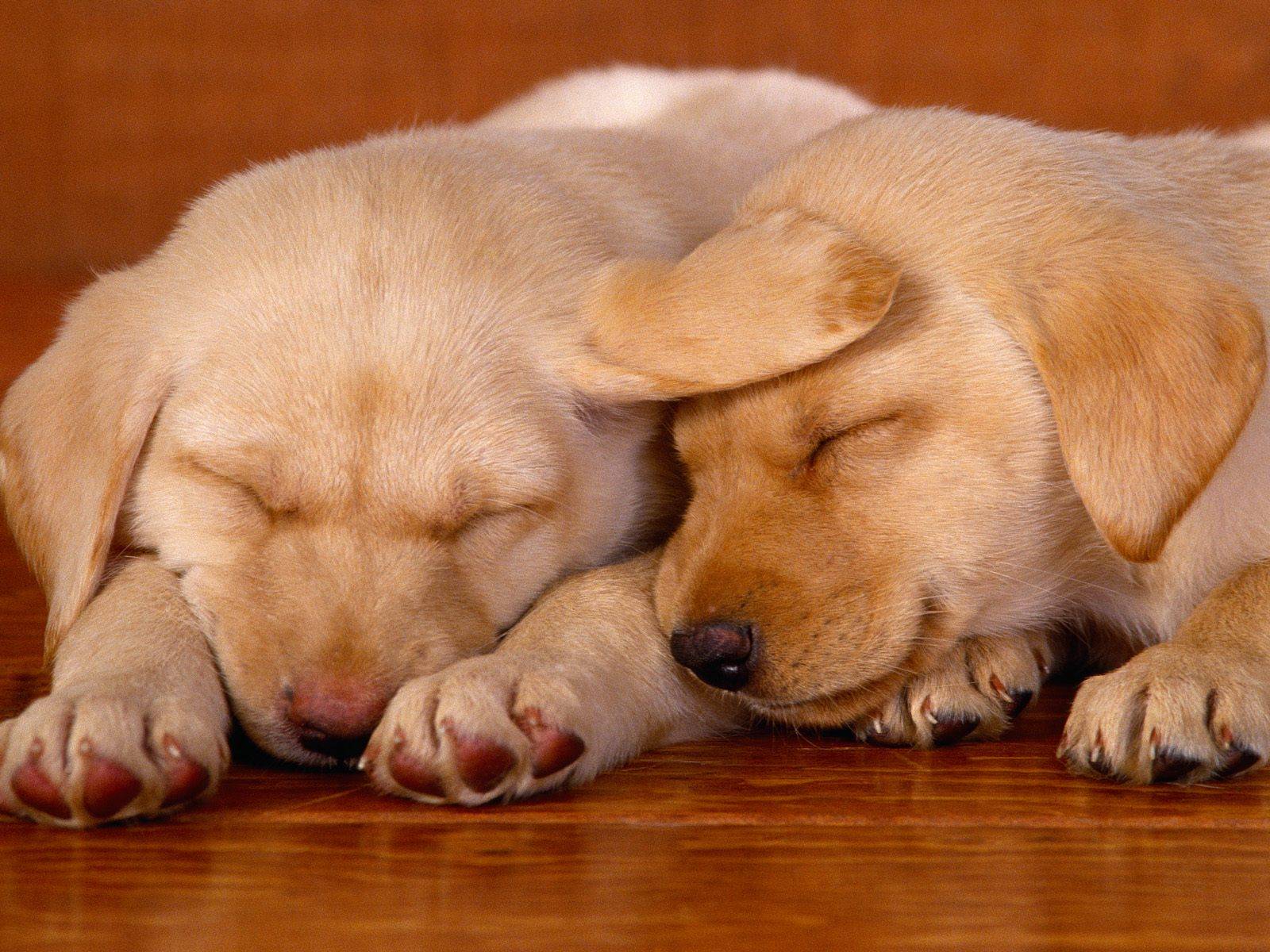 Really Cute Dog Dogs Wallpaper