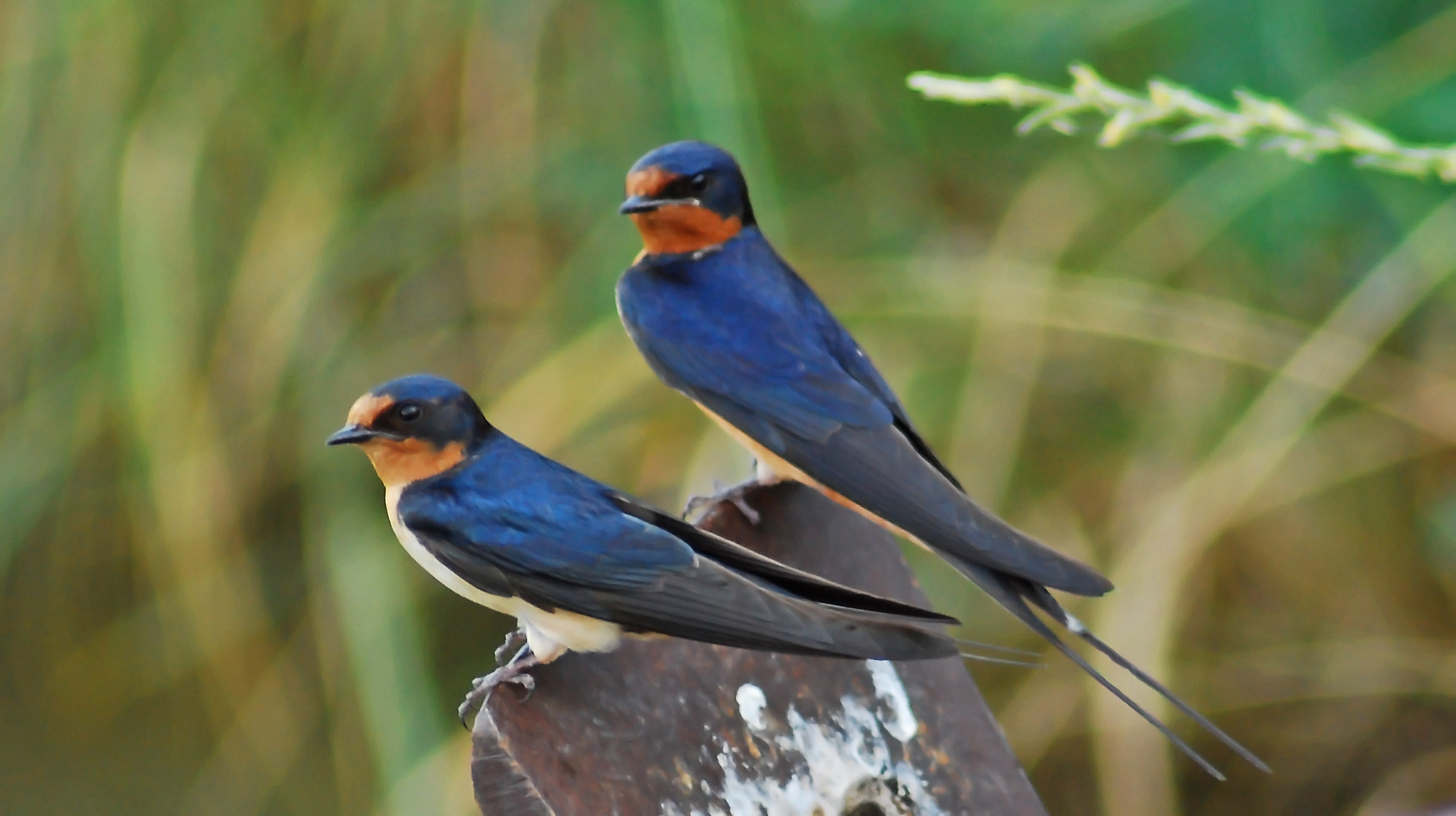 Two Barn Swallows Photo And Wallpaper All
