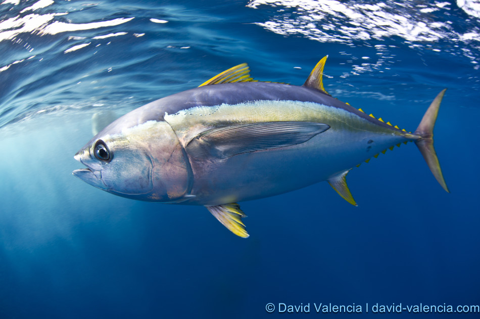 Yellowfin Tuna David Valencia