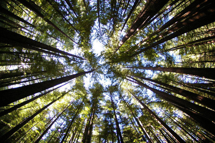 Foresta Di Sequoie File Vettoriale