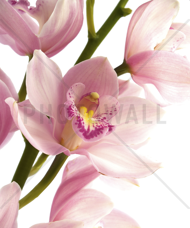 Pink Orchid Wall Mural Photo Wallpaper Photowall