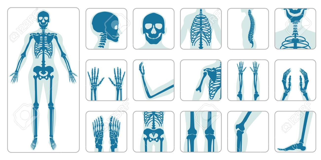 Human Bones Orthopedic And Skeleton Icon Set On White Background