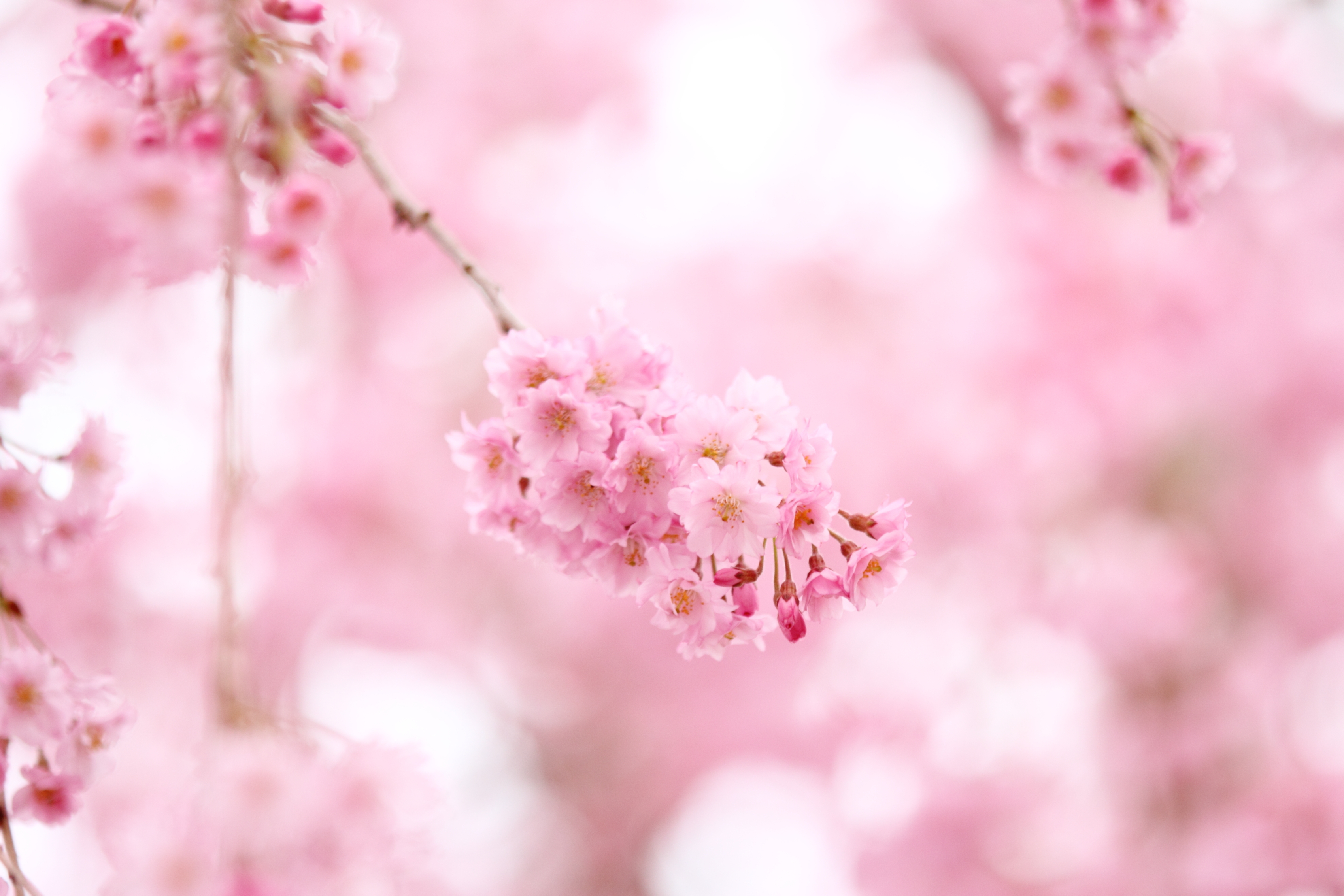cherry flowers pink blossoms branches spring pink color tenderness
