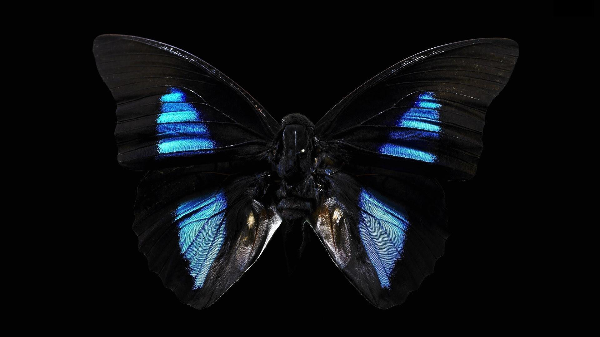 Butterfly Black Background