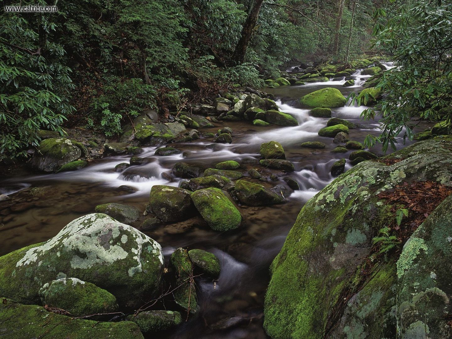 Nature Mountain Stream Great Smoky Mountains National Park Tennessee
