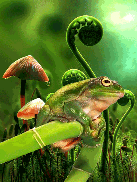 Frog Wallpaper Screensaver Pre Id Um
