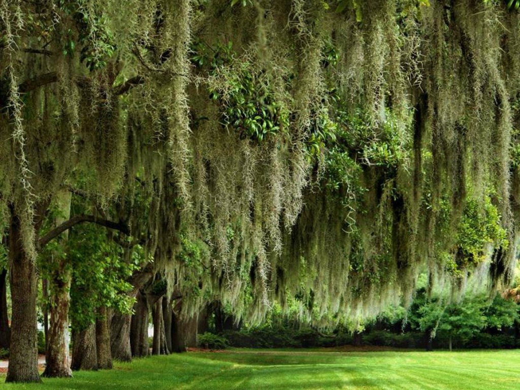 Another Thing That Grows In The Deep South Is Spanish Moss