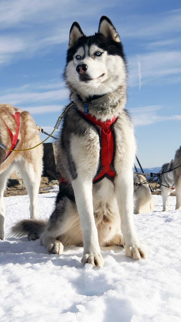 Wallpaper Dog Sledding Snow Sky Cold HD Picture Image