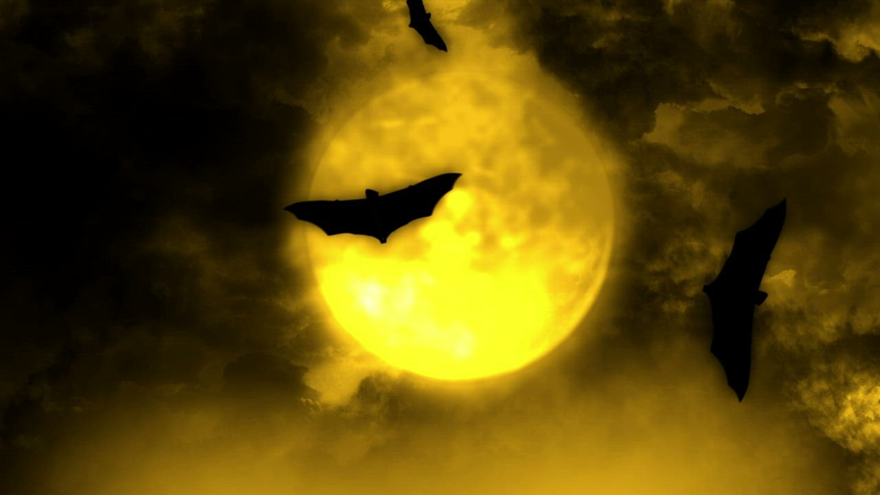 Bats Flying In The Light Of Full Moon Stock Video