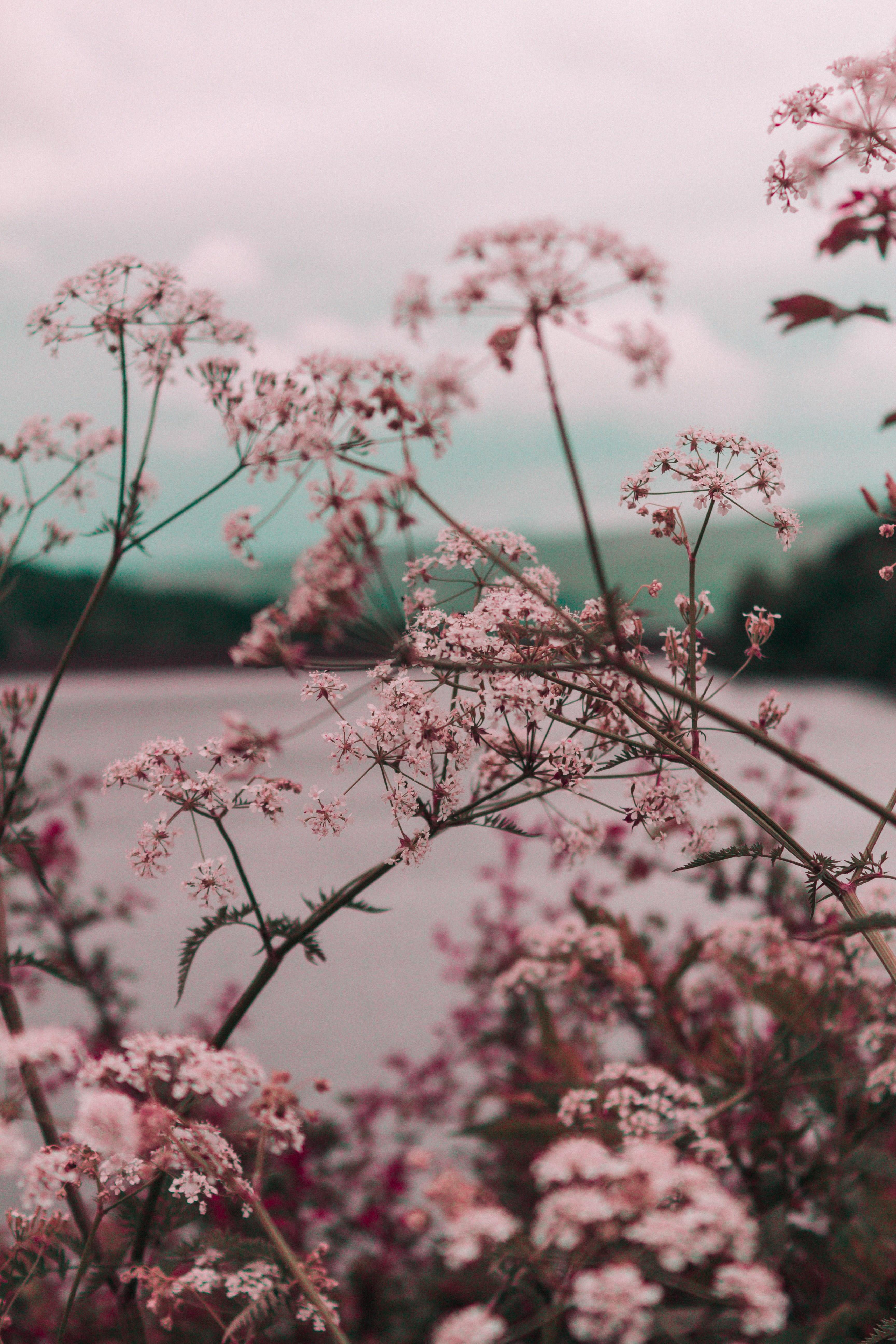 Wallpaper Id A Canopy Of Light Pink Flowers On Long