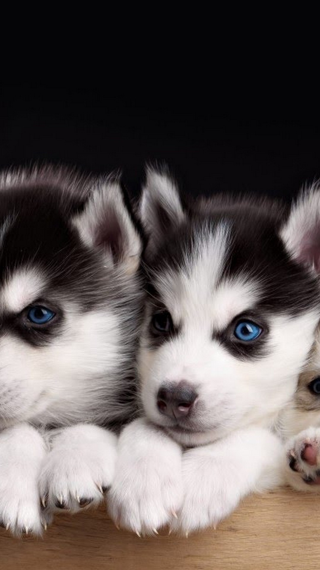 iPhone Wallpaper Cute Puppies