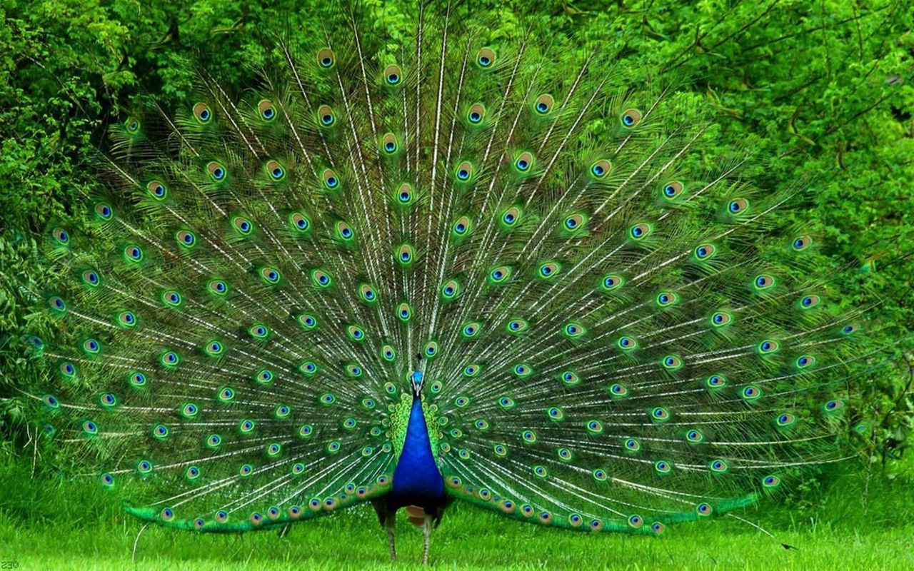 Peacock Tail Wallpaper