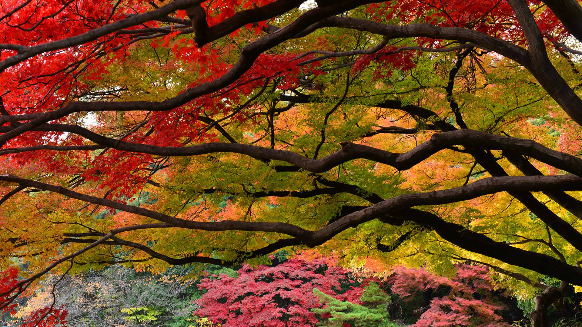 Autumnleaves Tokyo Bing Wallpaper