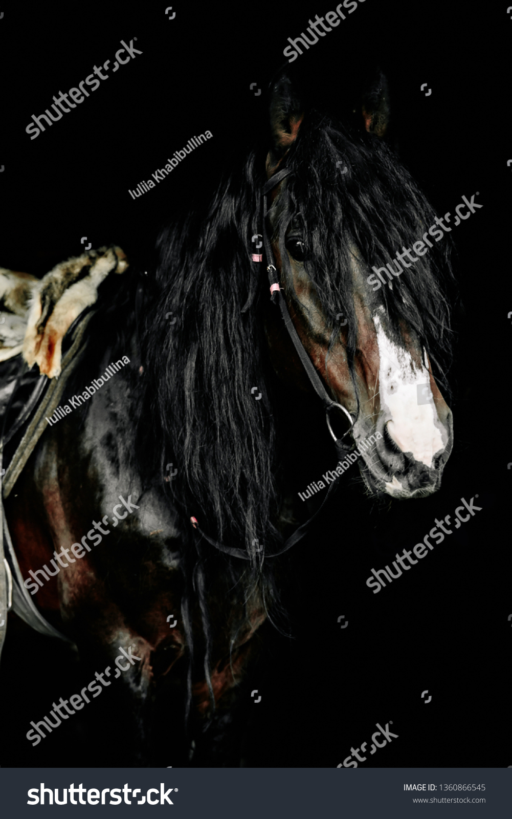 Black Vladimir Heavy Draft Stallion Looks Stock Photo Edit Now