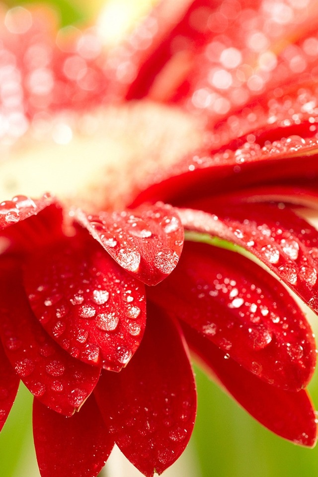 Red Flower Wallpaper Skins for iPhoneiPodiPad Pinterest