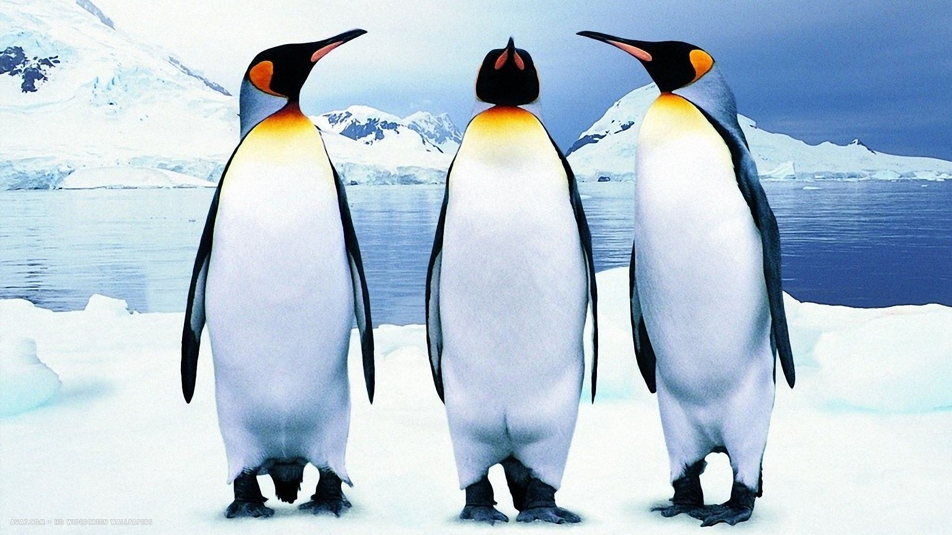 Penguin Three Emperor Penguins Bird Antarctica HD Widescreen