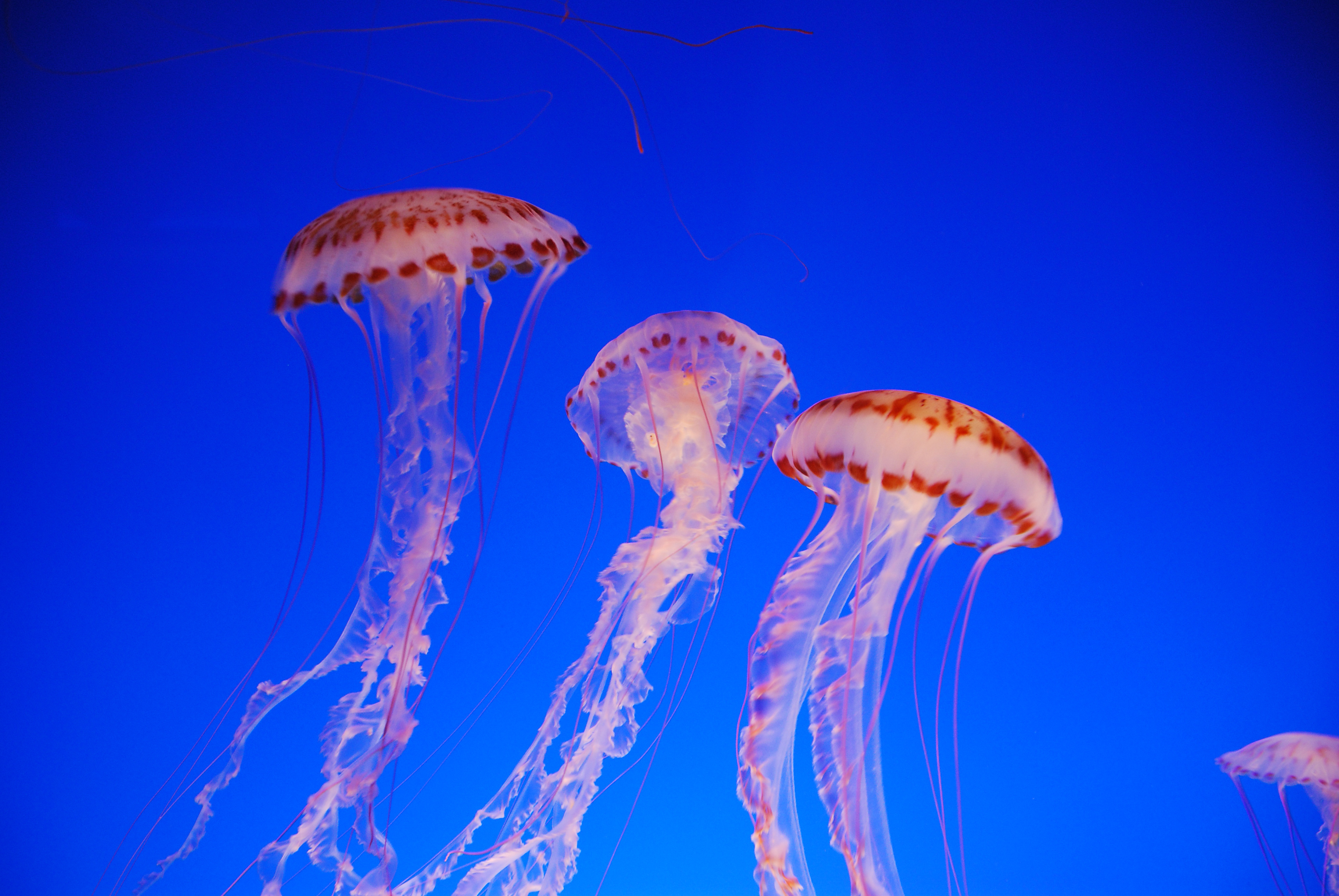 Sea Tle Jellyfish Travel Wallpaper And Stock Photo