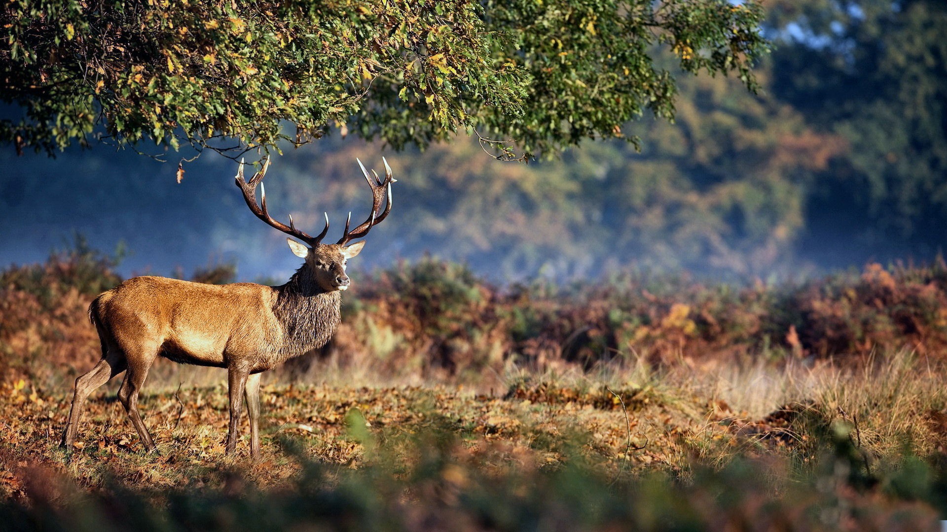 Deer Hunting Background For