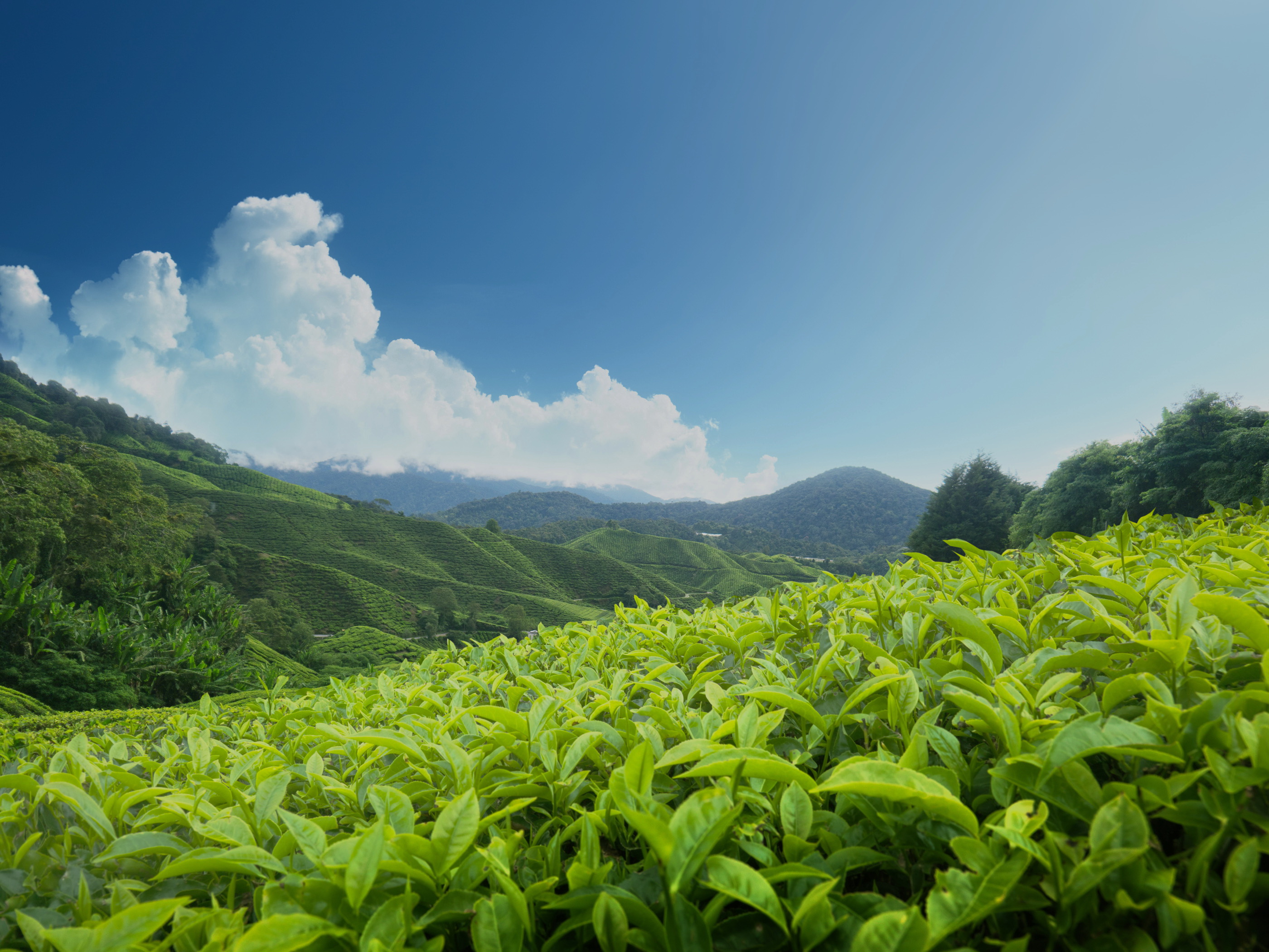 Tea Plantation Wallpaper X