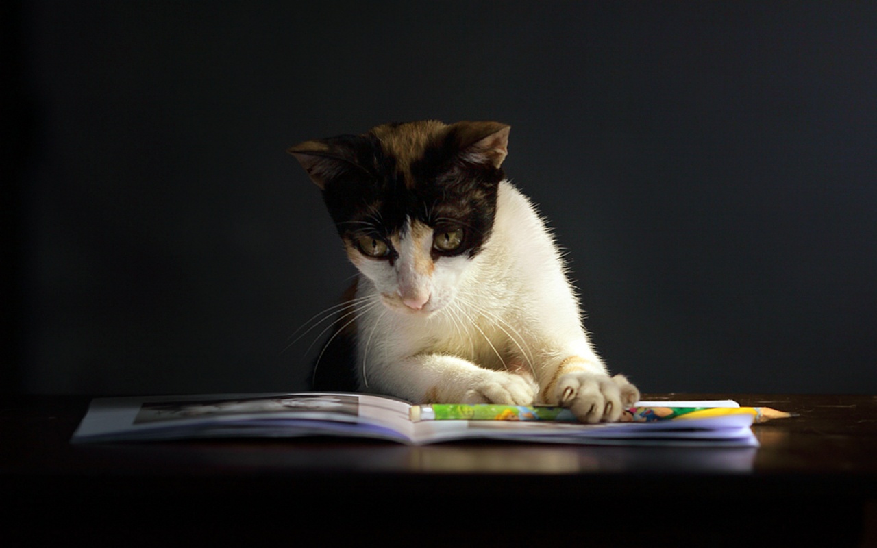 Cat Reading Book