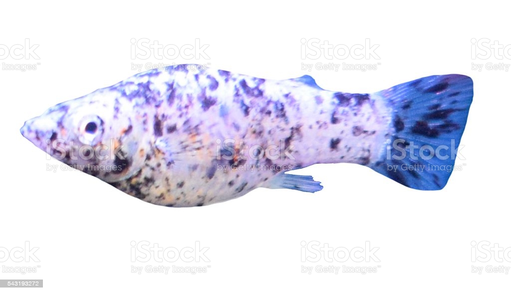 Free download Dalmation Molly Tropical Fish Close Up Isolated White