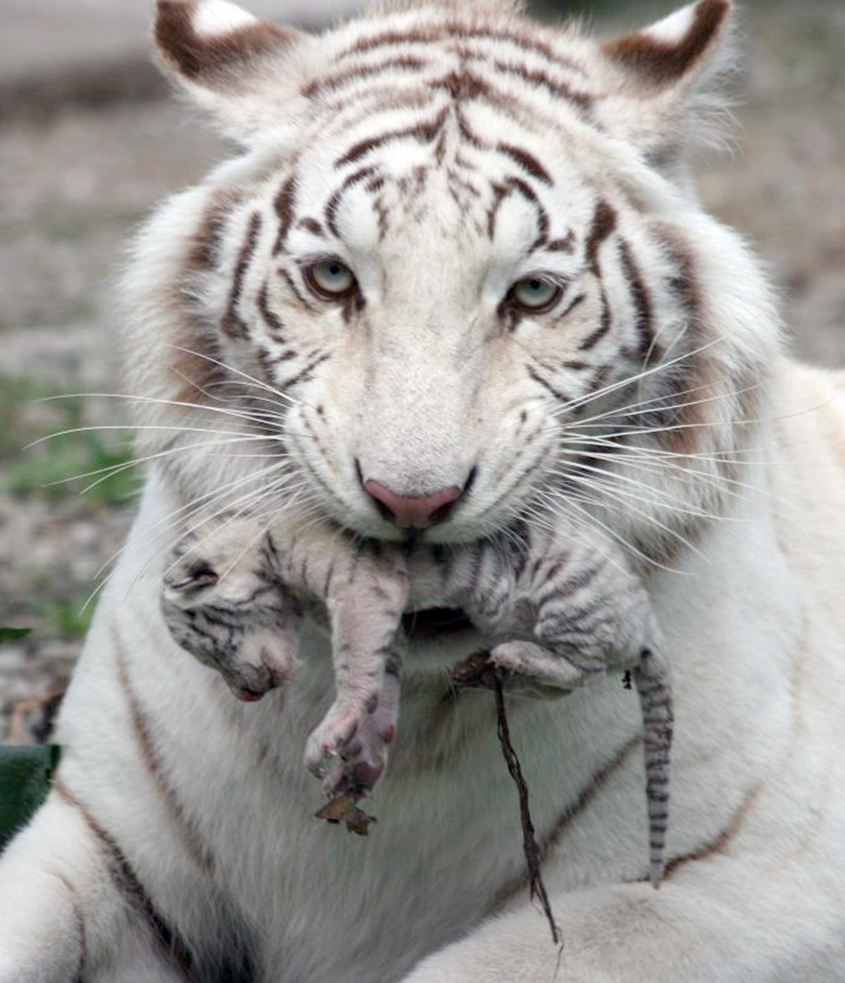 White Tiger Holding Baby Cub Wallpaper For iPhone