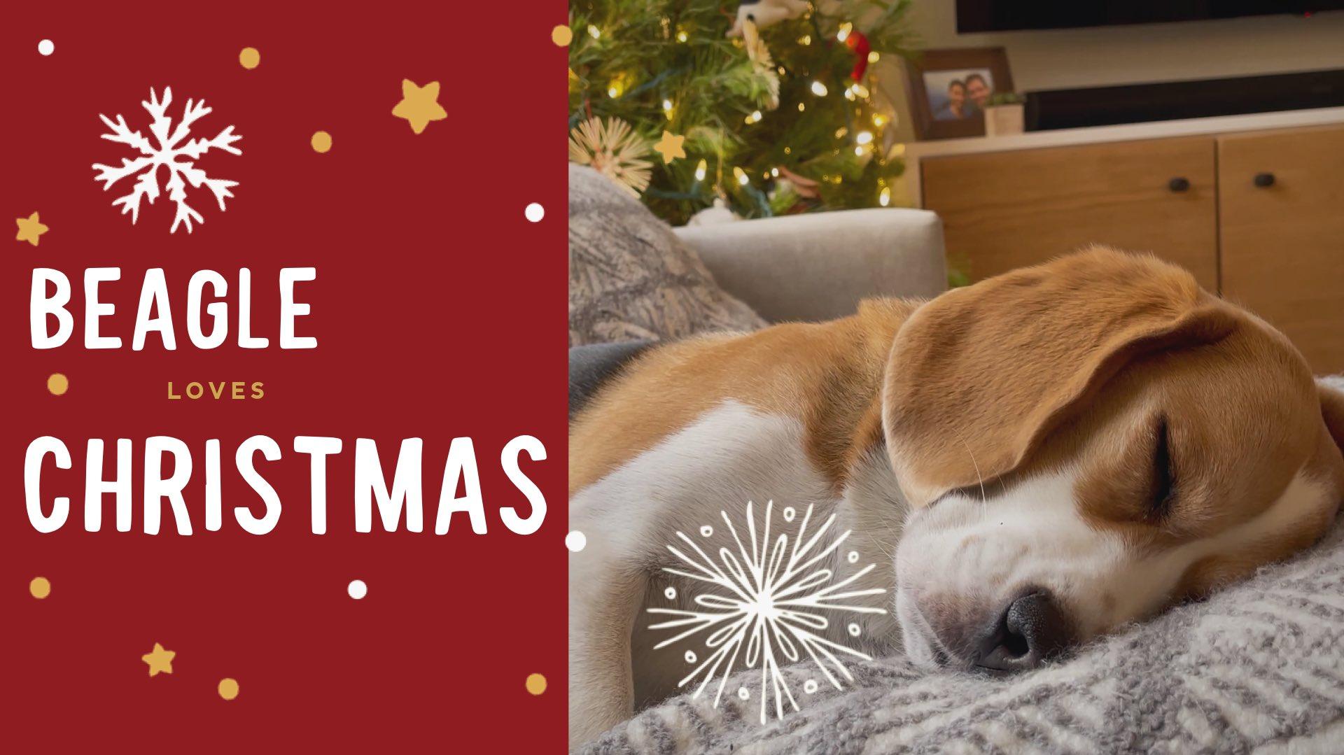 Oliver The Beagle On X Wishes Everyone A Merry Christmas