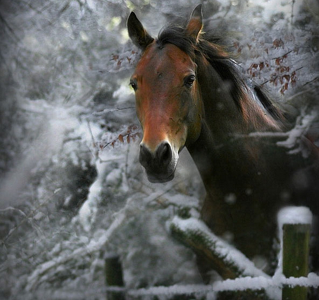 Horse On Winter Wallpaper