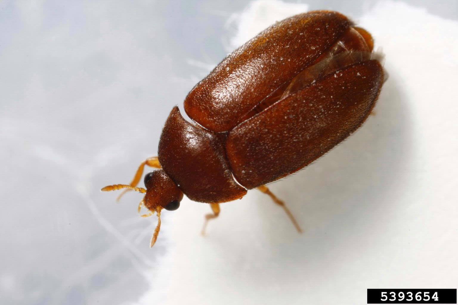 Types Of Beetles You Should Know Wallpaper
