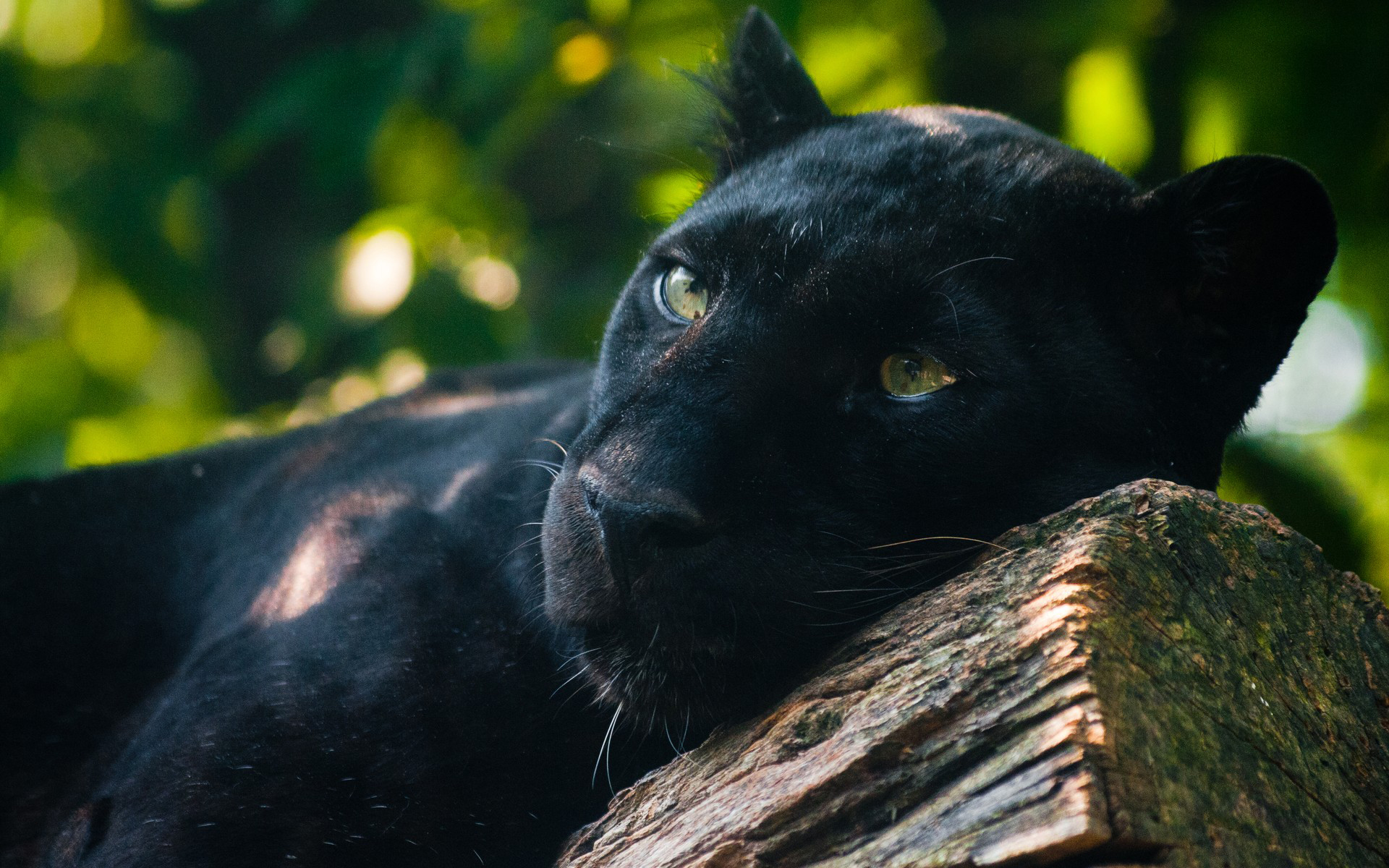 Black Panther Full HD Wallpaper and Background 1920x1200