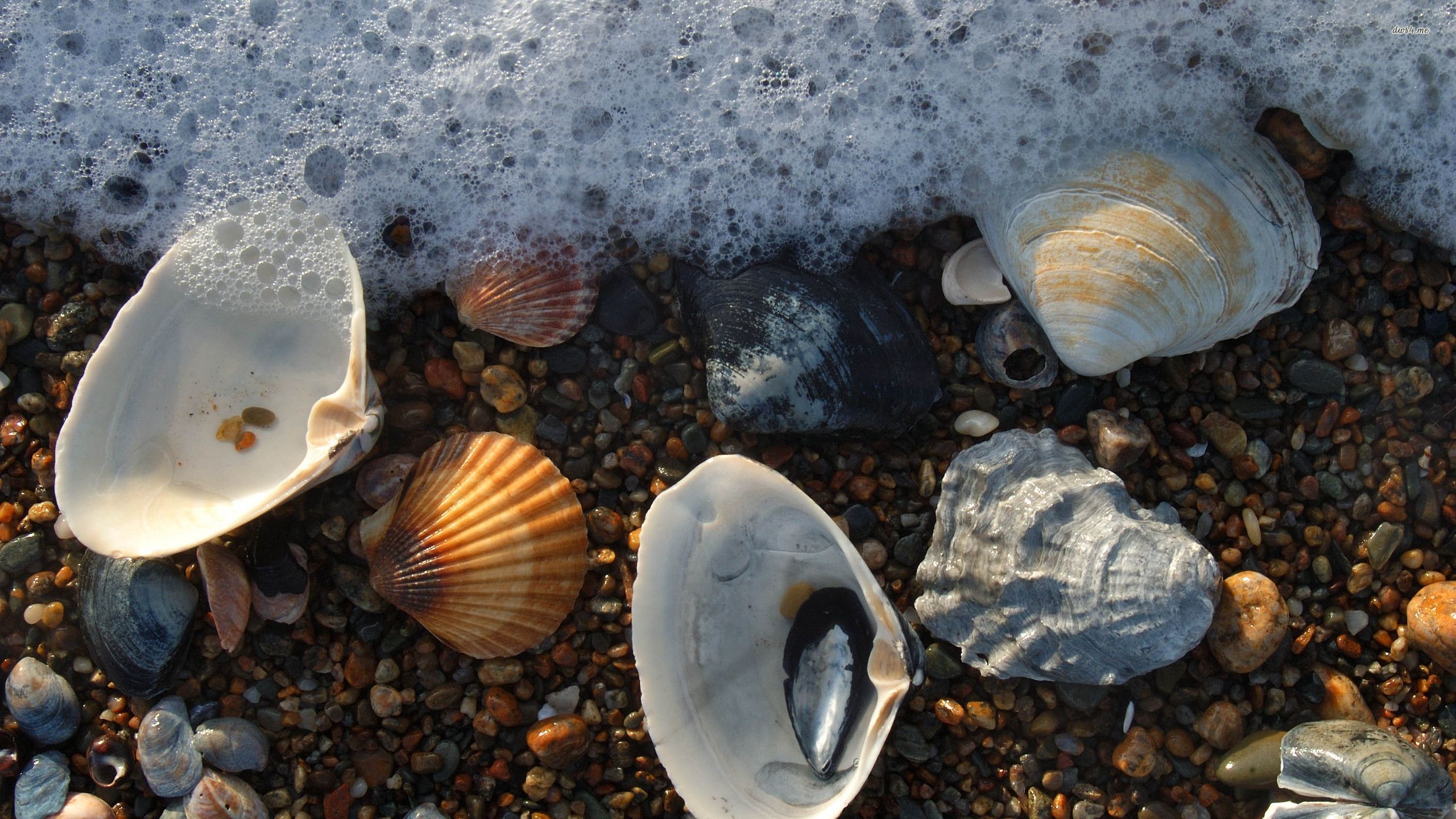 Seashells Wallpaper