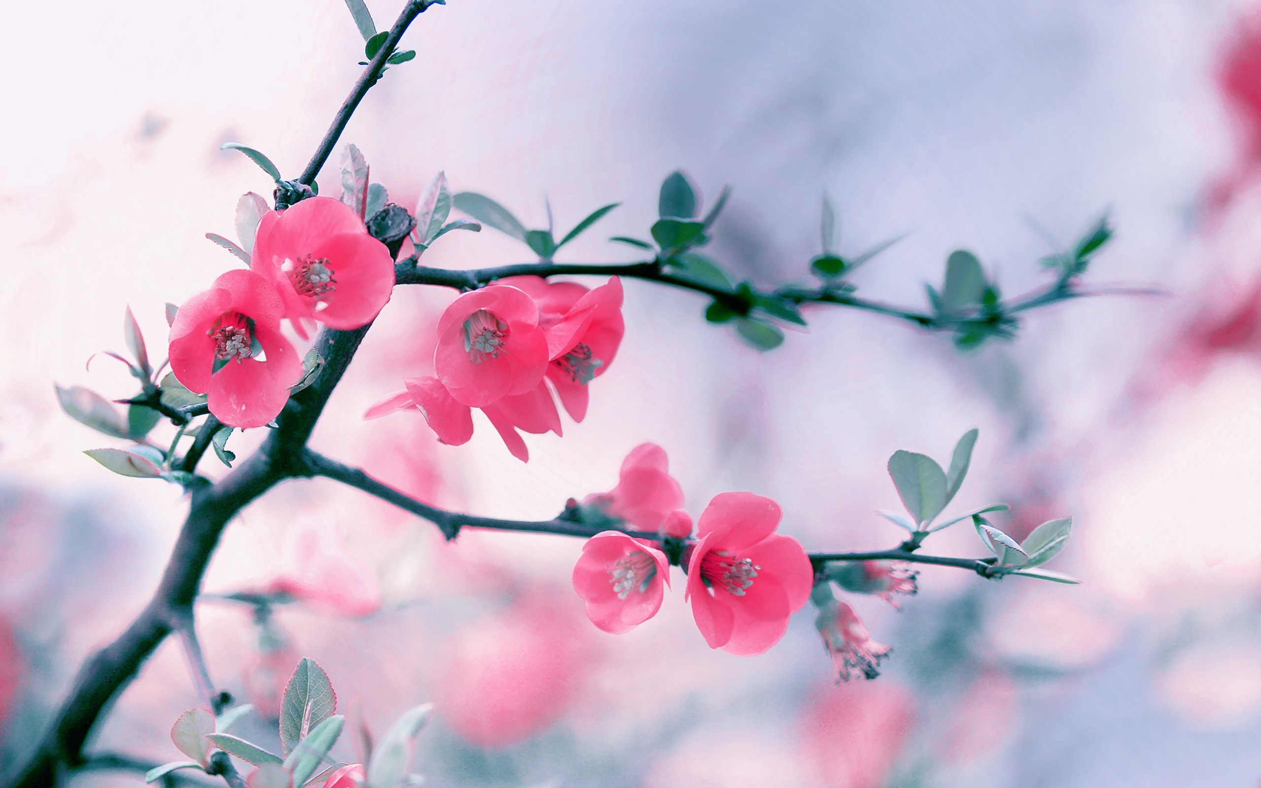 Home Flowers HD Wallpaper Branch Pink Spring Blooming