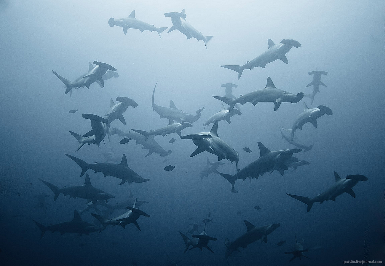 Hammerhead Shark Puter Wallpaper Desktop Background
