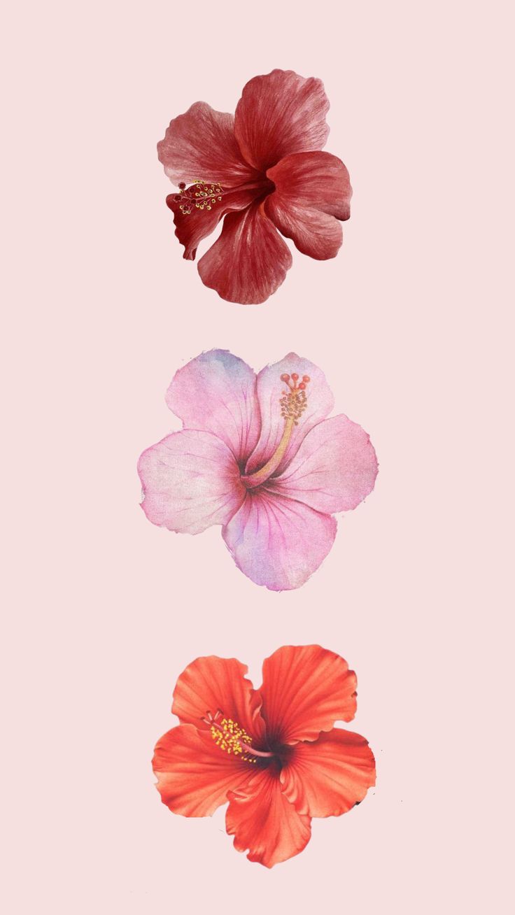 Hibiscus Lockscreen Wallpaper In