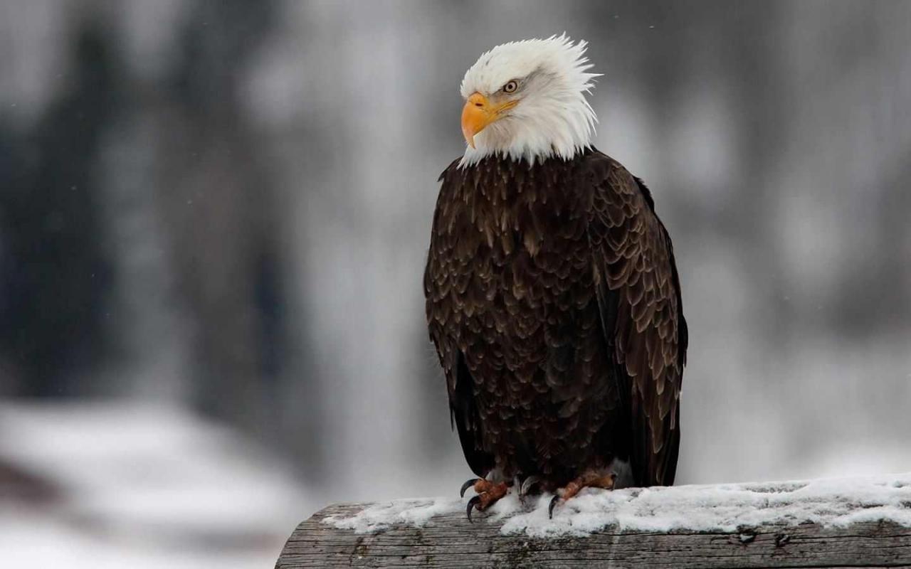 Bald Eagle High Quality And Resolution Wallpaper On