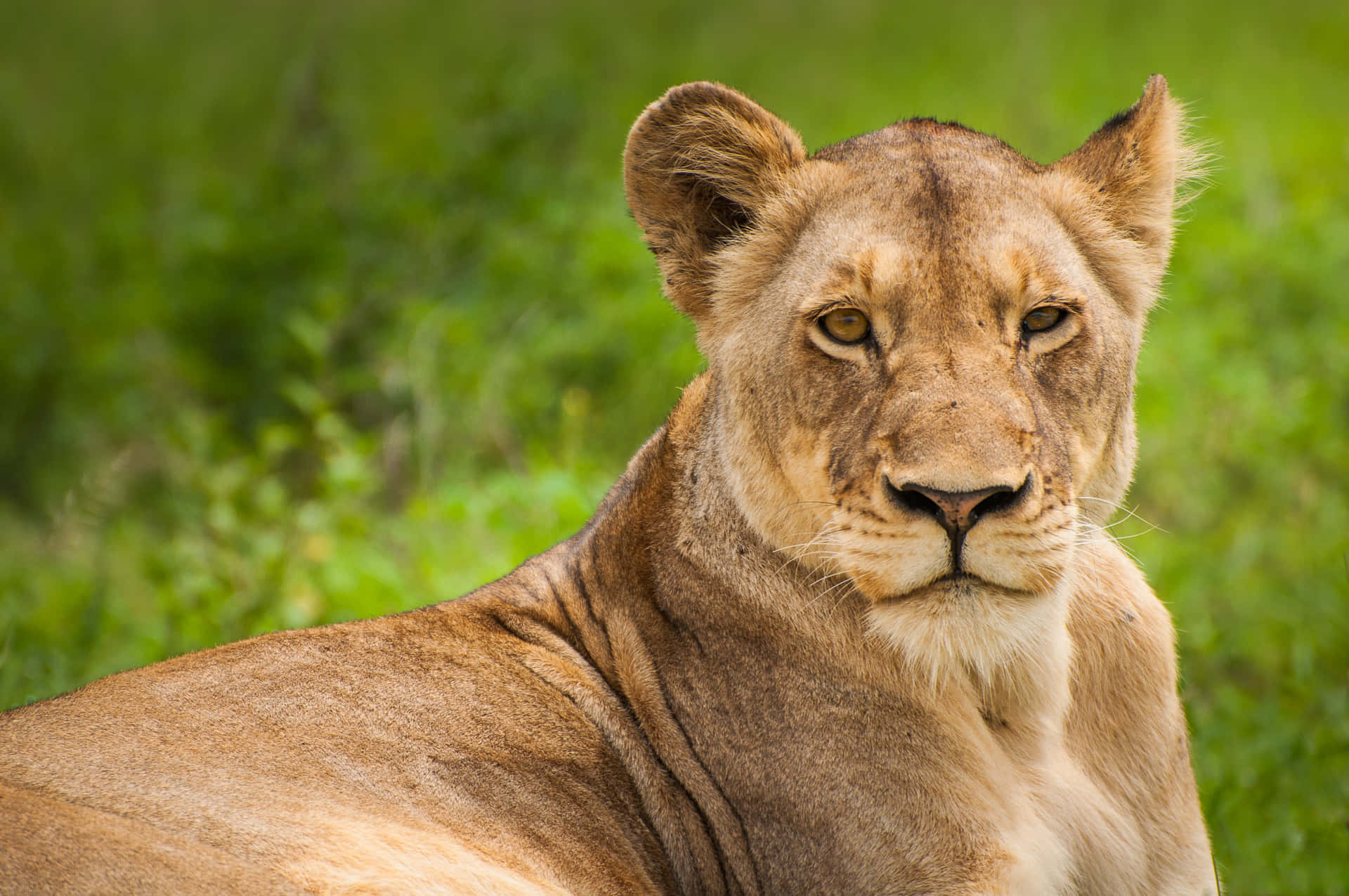 Lioness On A Green Field Idyldlpps6lvgriw Wallpaper