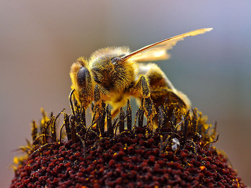 Honey Bee Insect Wallpaper Desktop Background