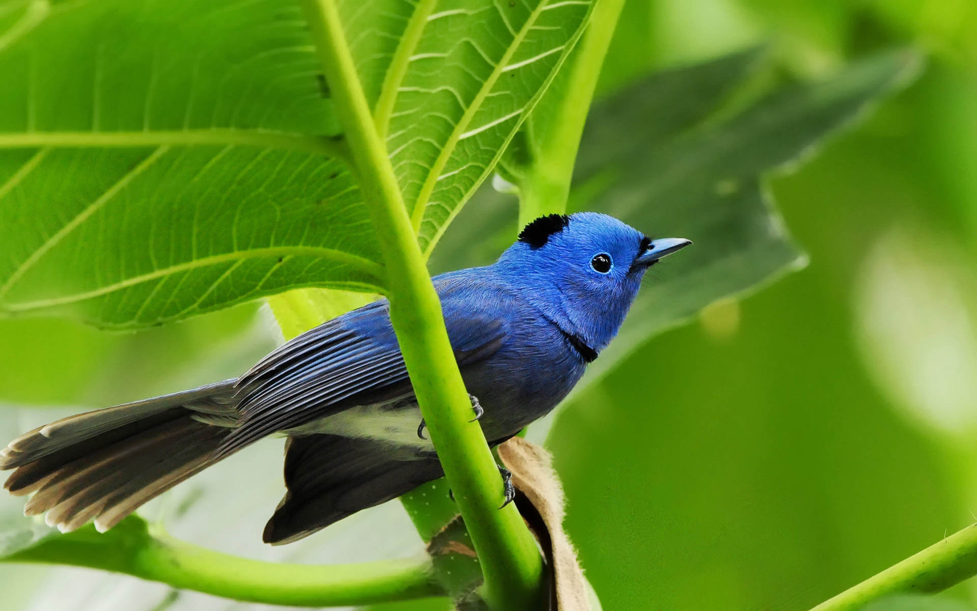 Bird Wallpaper HD