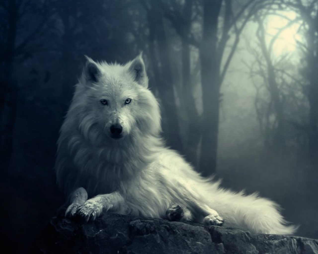 Lobo Blanco En La Noche Fondos De Pantalla Y Wallpaper