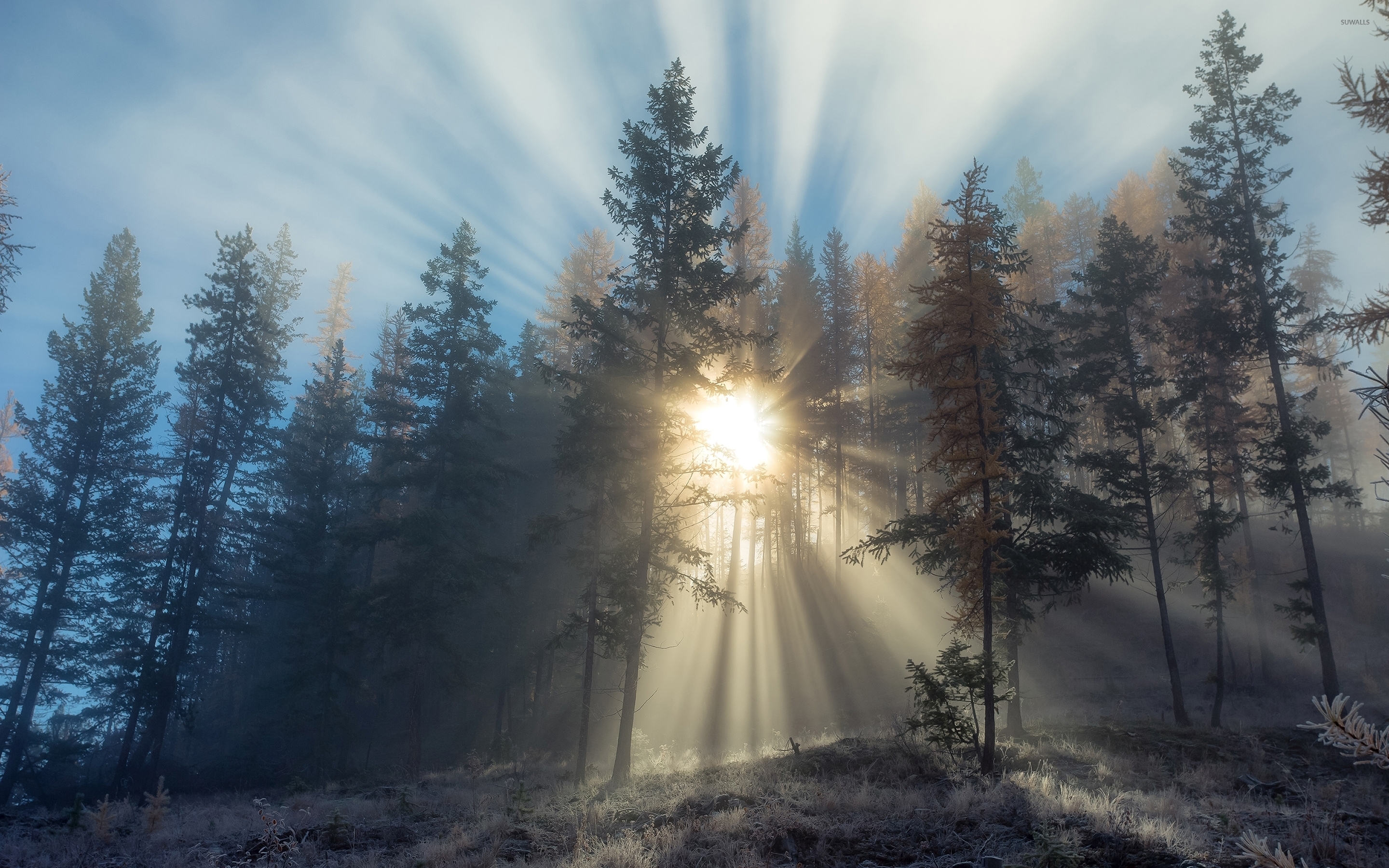 Foggy Forest Background Wallpaper