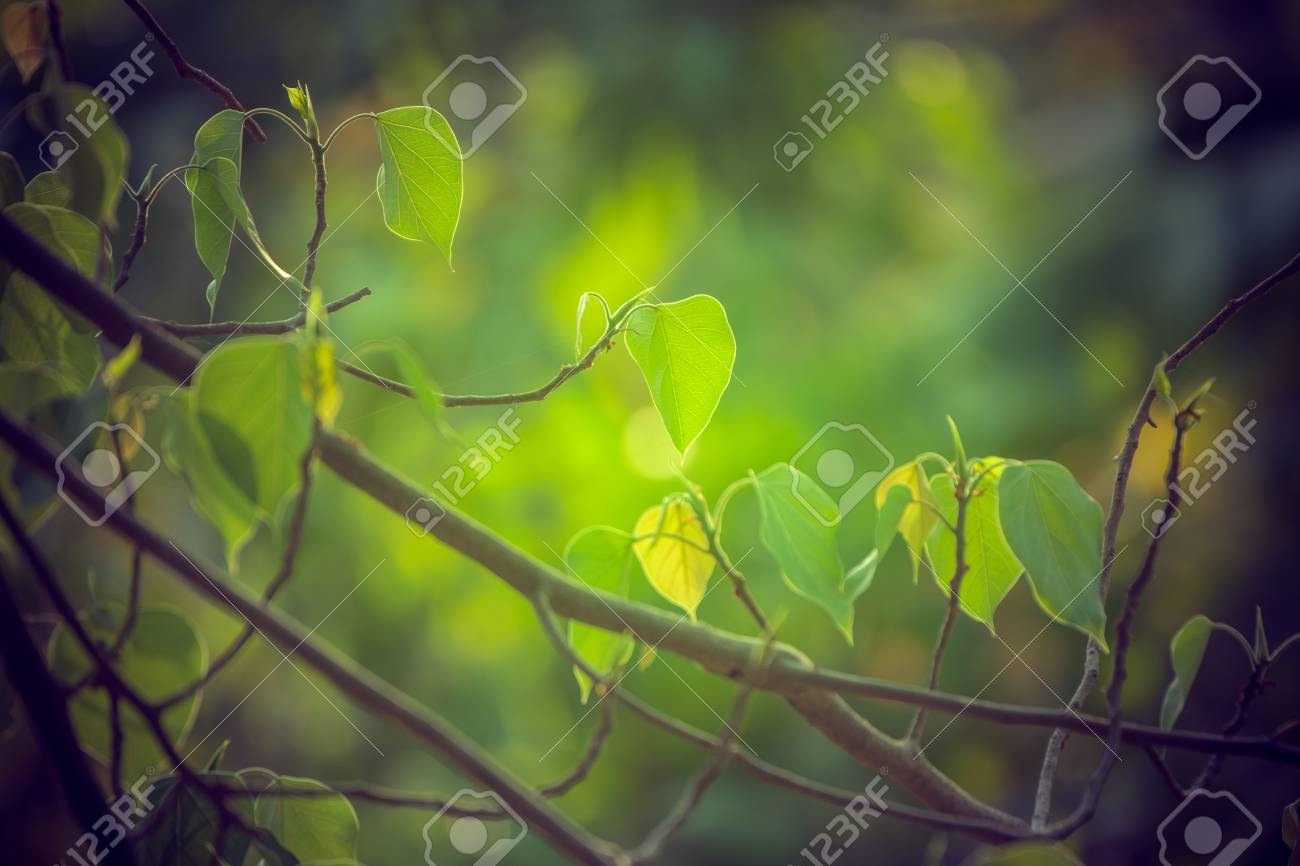 Beautiful Green Bo Leaf On Background With Sunlight Leaves Of