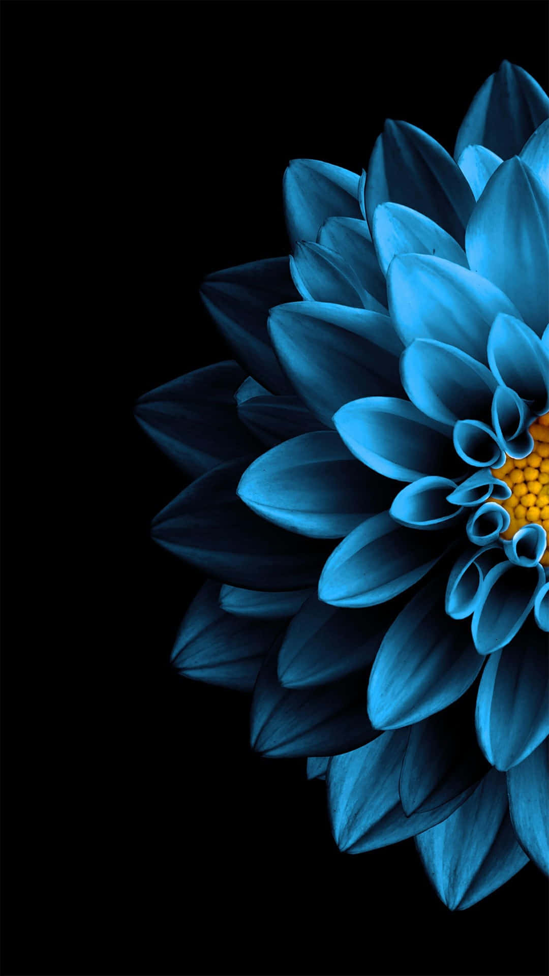 Close-up of a vibrant blue dahlia flower with a yellow center against a black background, showcasing the intricate details of its petals