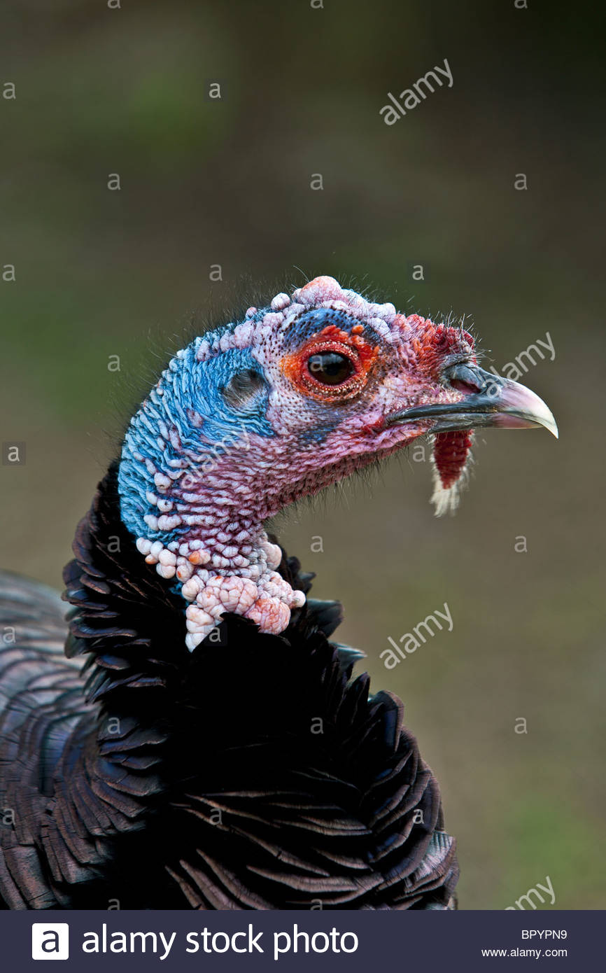 Turkey Gobbler Stock Photos Image