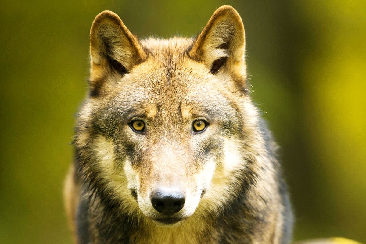 Wwf At Wolf Grossaufnahme Cralph Frank Wallpaper