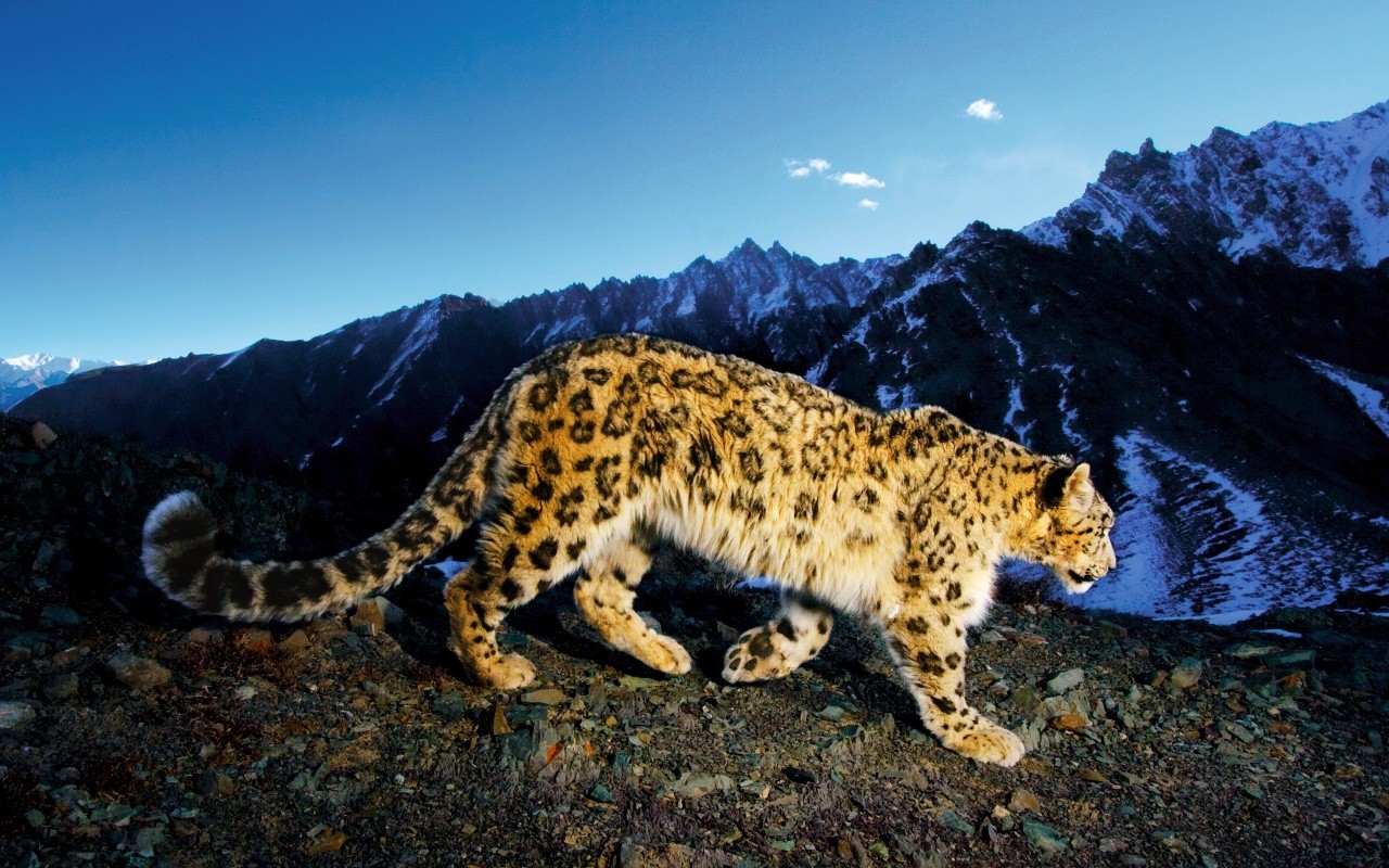 Snow Leopard Wallpaper HD Pictures One