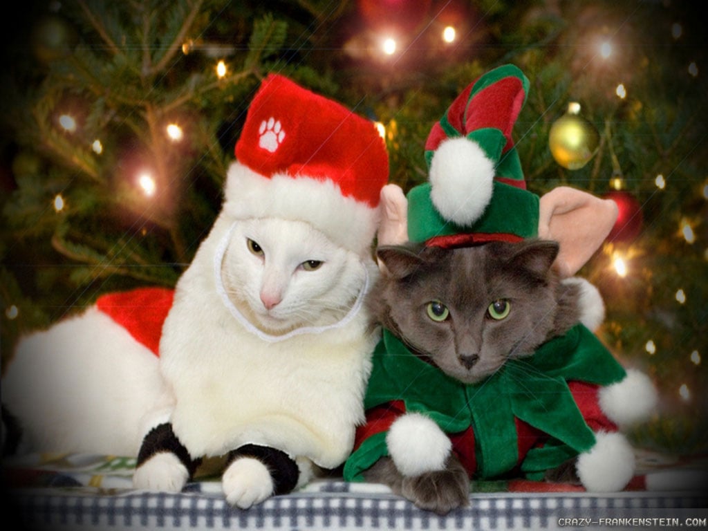 Christmas Cat Screensavers