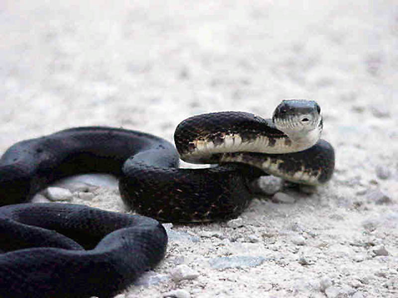 Black Snake Wallpaper All New