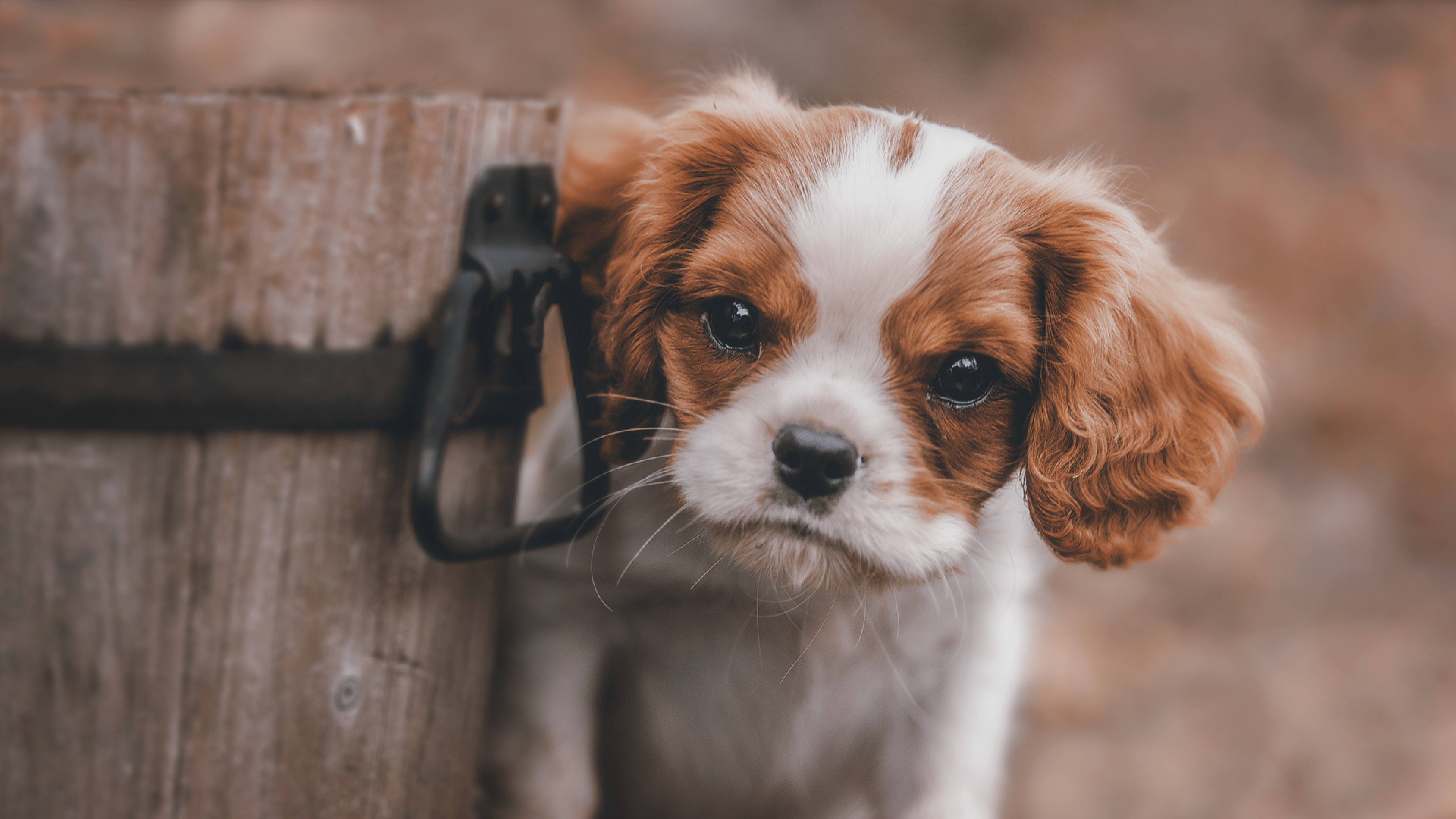 An adorable Cavalier King Charles Spaniel puppy peeking from behind a wooden post. Its large, expressive eyes and soft fur make it an irresistible subject